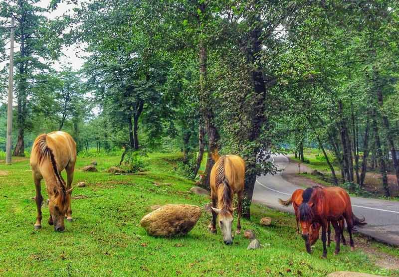 Wild horses grazing on the highland meadows near Aghuzhal