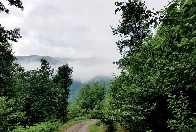 The Dohezar forest road winding through ancient Hyrcanian trees