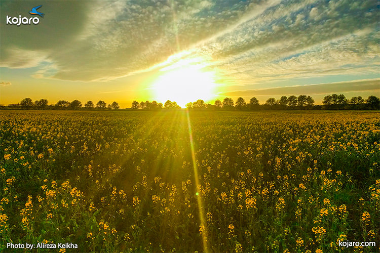 Rapeseed fields in spring at Ahmadabad Mostofi
