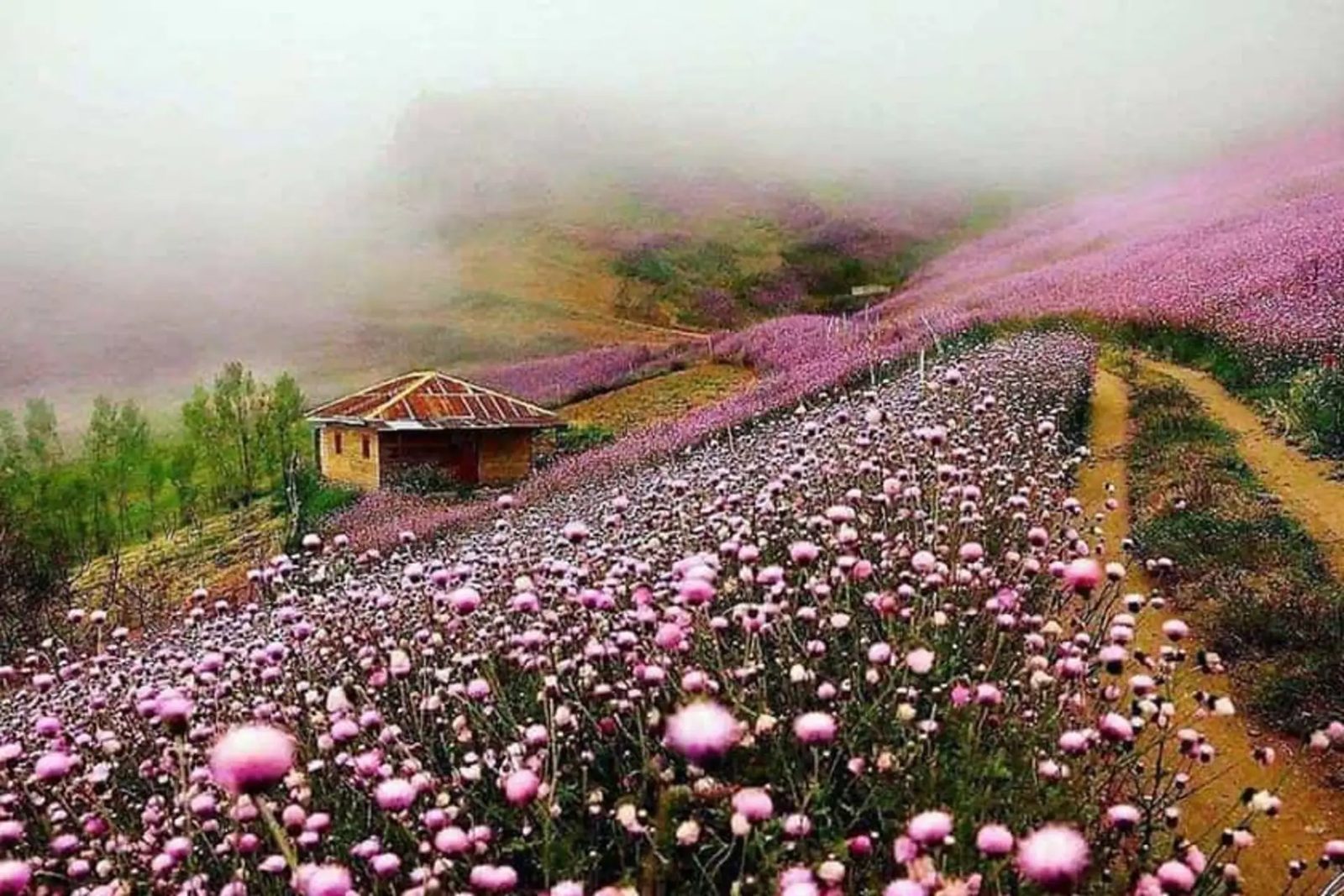 The pasture between Masal and Holu Dasht in pink spring bloom, a small hut and footpaths on the hillside