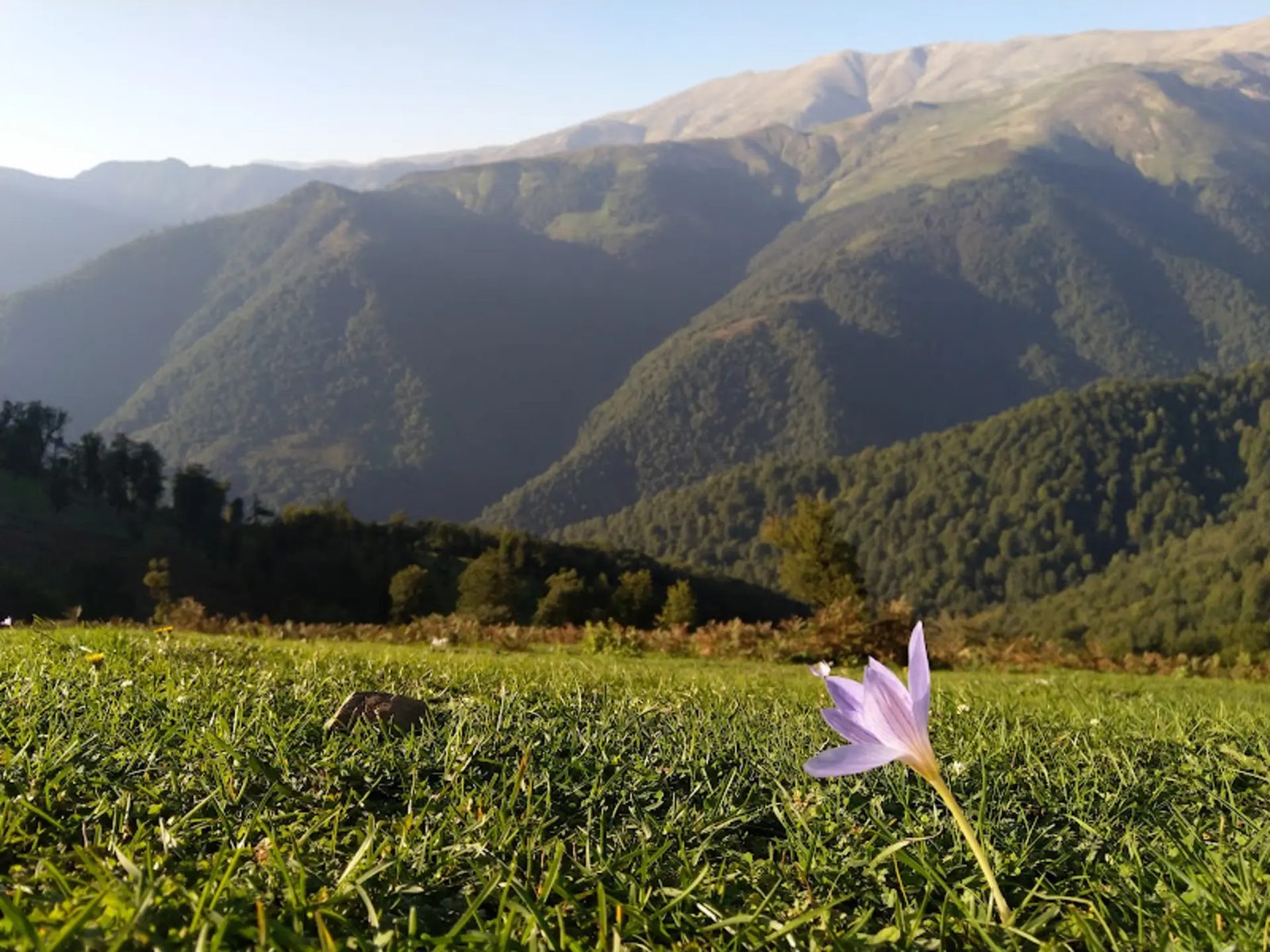 Masal's highlands in spring, a flowering meadow below forested slopes and low cloud