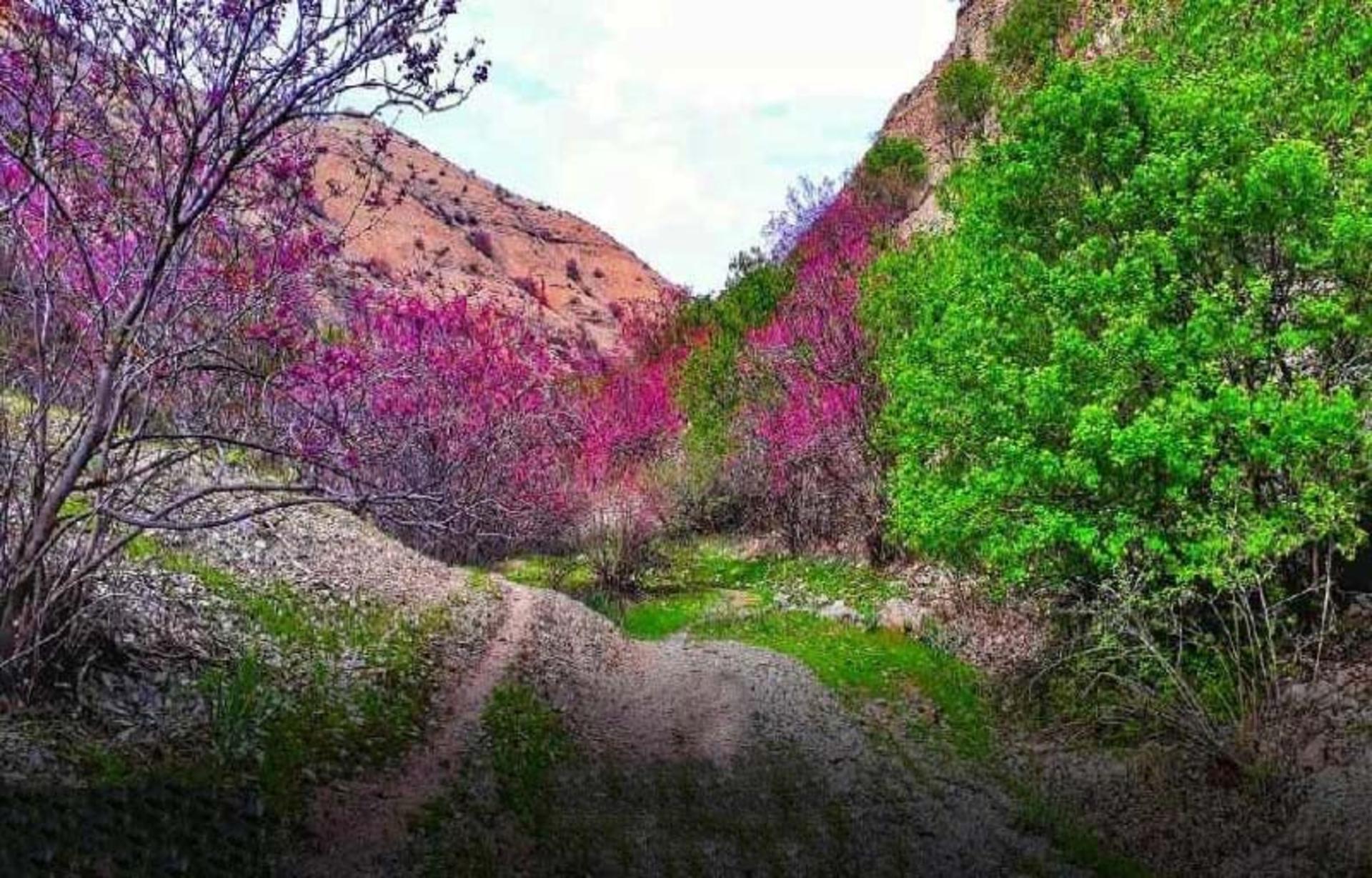 Alghavan Valley in spring, argavan shrubs flushing pink along a green hillside above a footpath