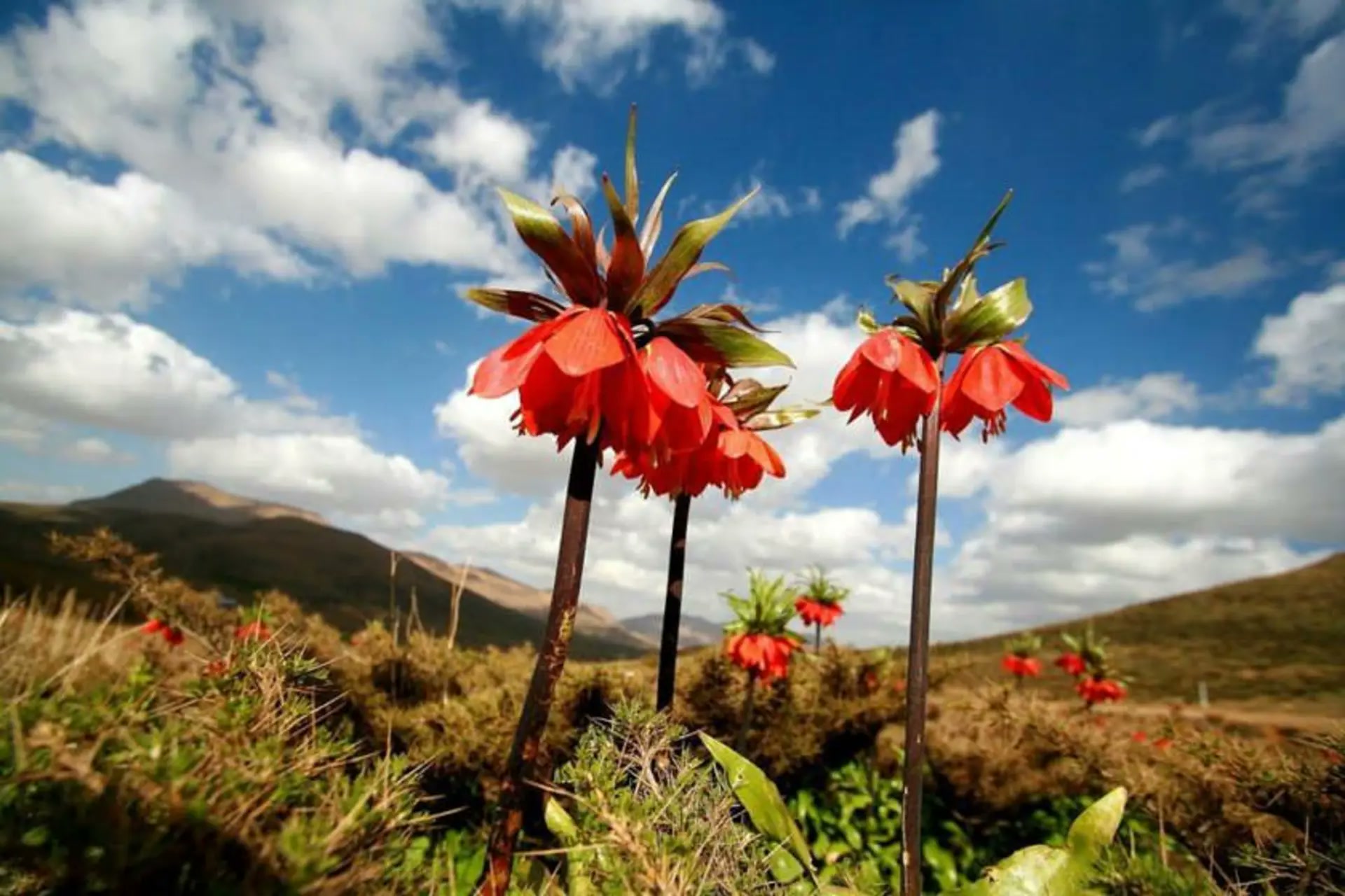 Reversed tulip plateau in Koohrang