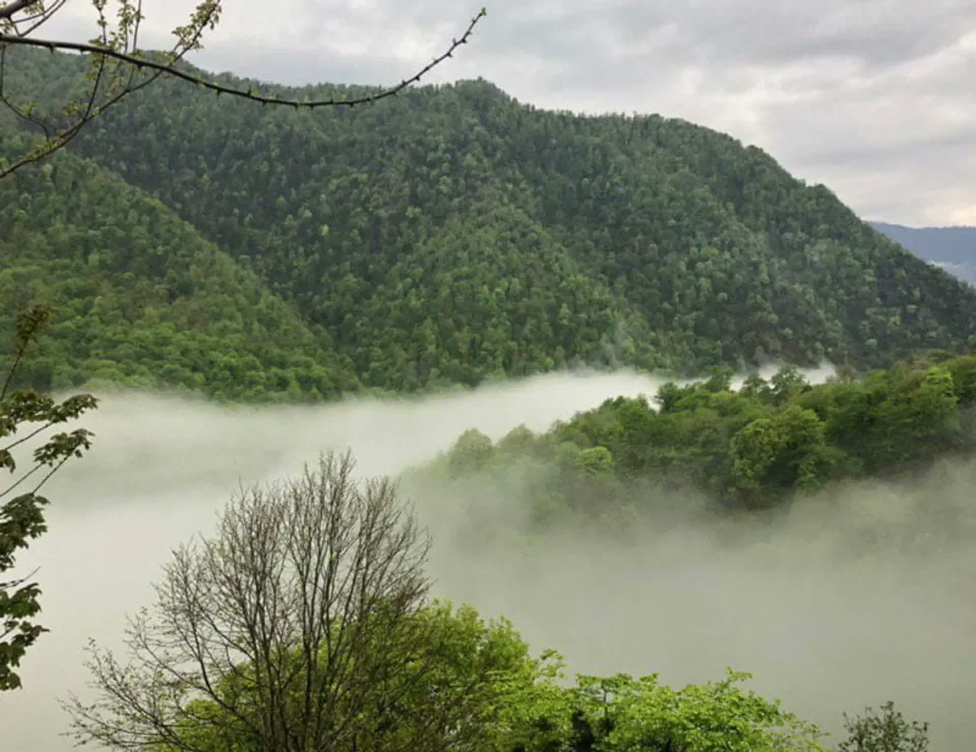 Chamestan lake surrounded by forest