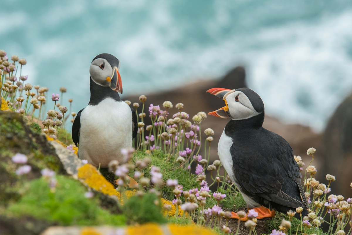 Birdwatcher observing coastal wildlife at dawn