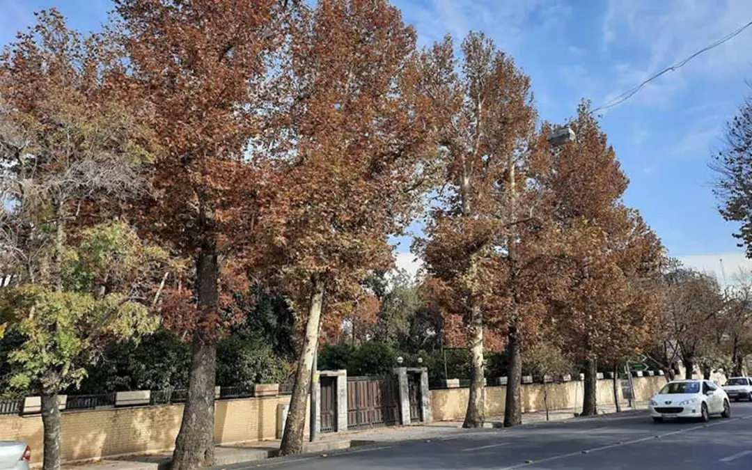 Sunset light through trees in Qasr Dasht gardens