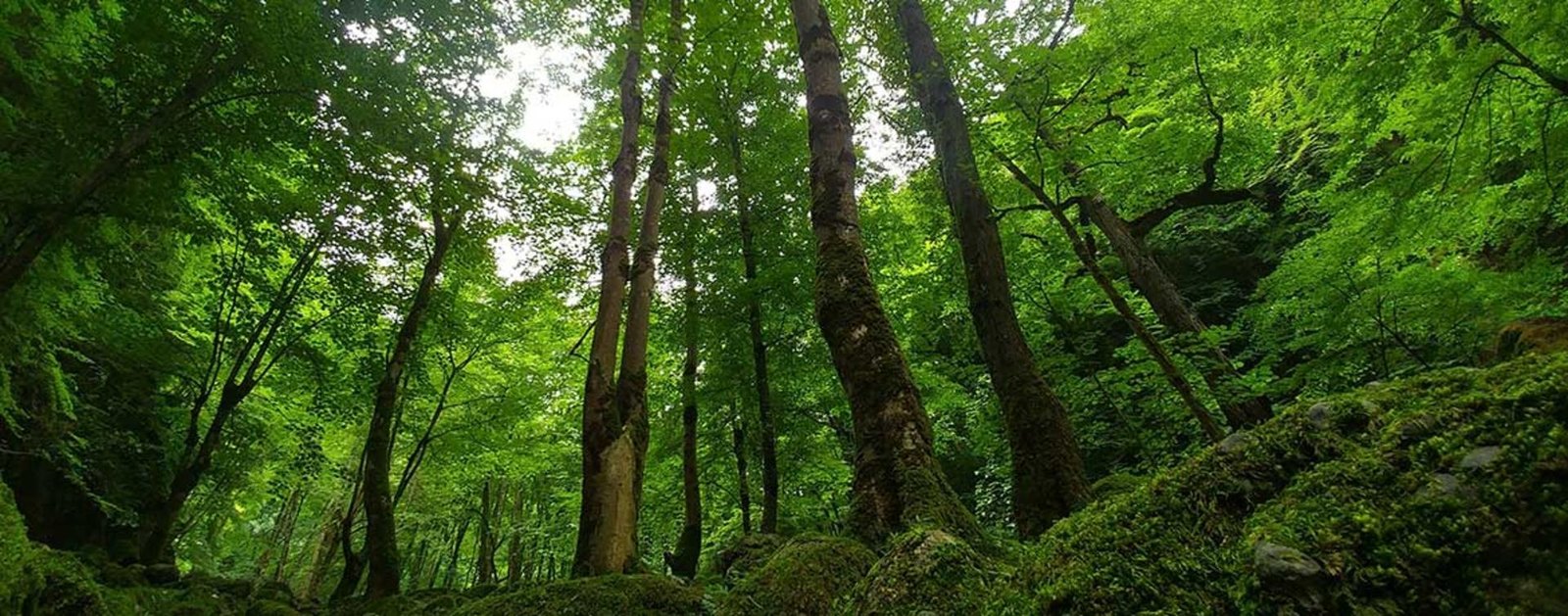 Tall moss-covered trunks rising under the green canopy of the Safarud forest