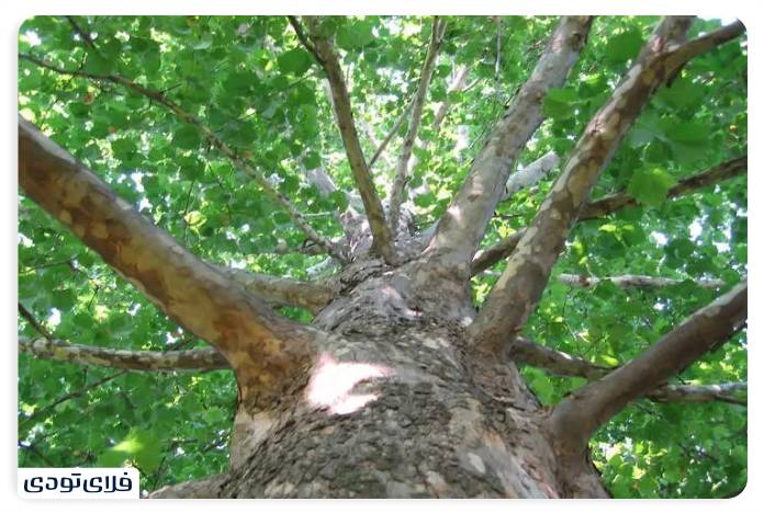The Alborz Old Plane Tree seen from the village side in Taleqan