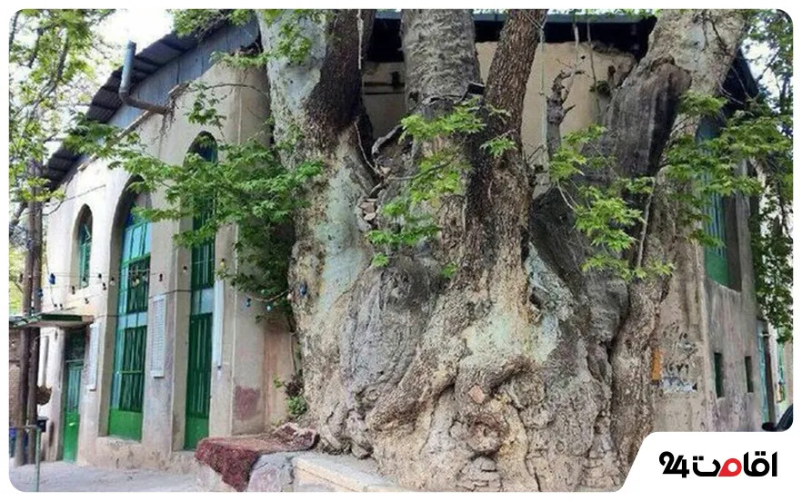The massive trunk of the Alborz Old Plane Tree from its other face, with a village building behind