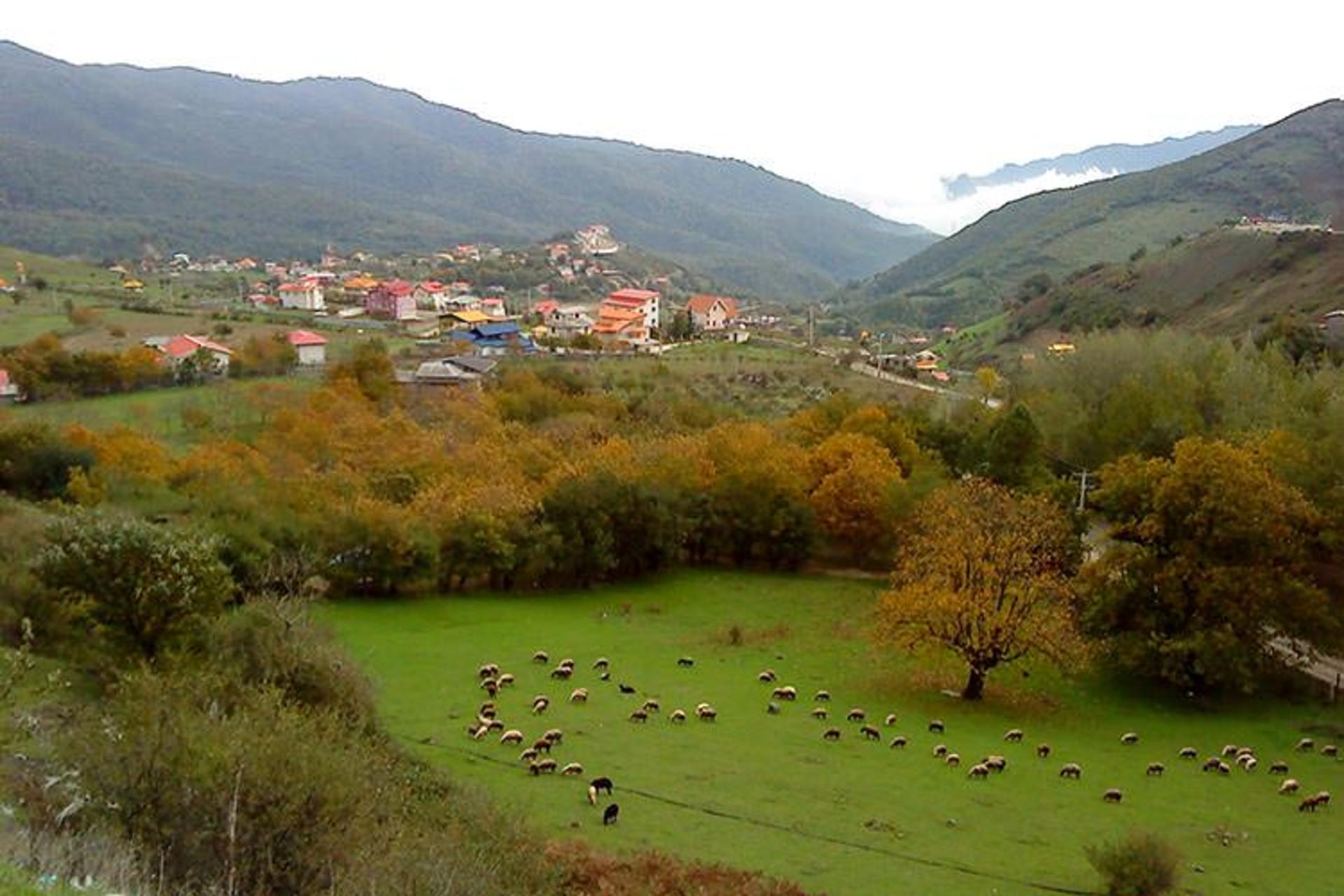 Sheep grazing below a hillside village in the green uplands above Astara