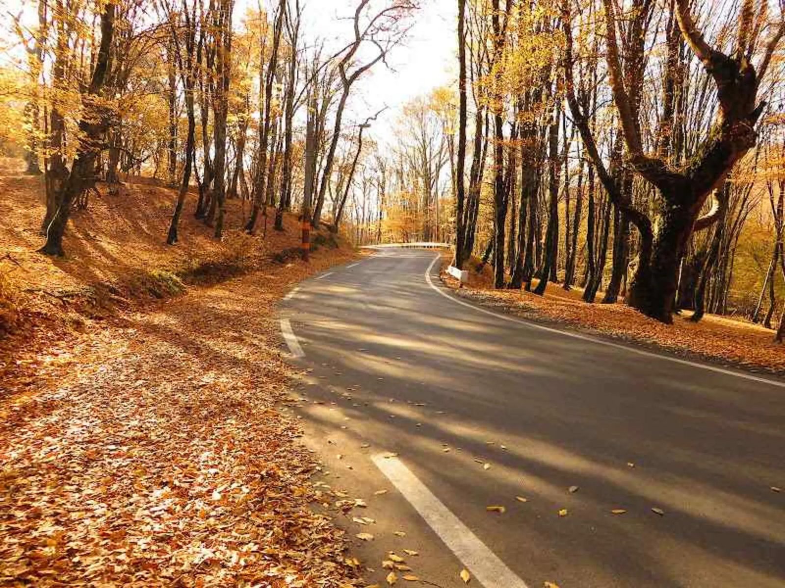 Autumn colour on the forest floor in Alangdarreh