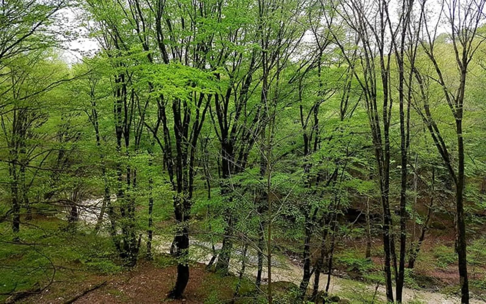 Spring foliage in the Toskistan woodland, a pale stony watercourse running behind the trees
