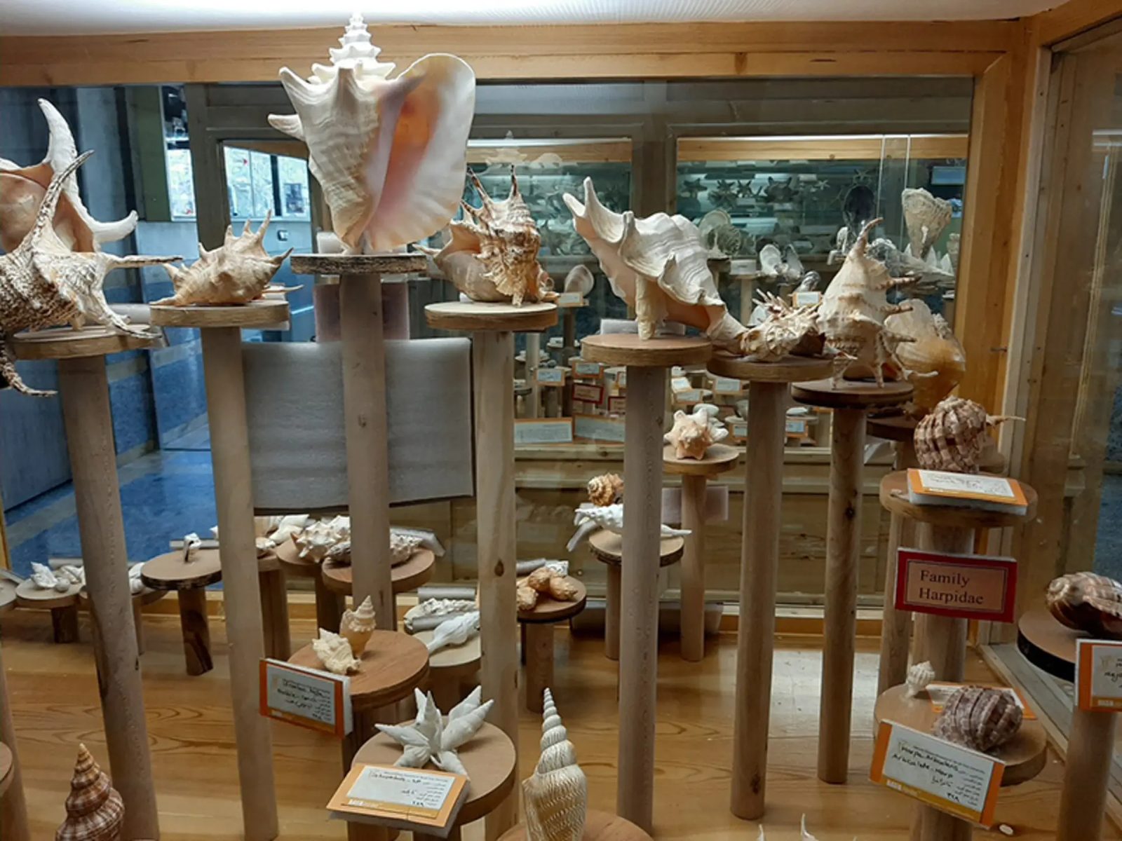 Large seashells displayed on pedestals in the Natural History Museum of Hamadan