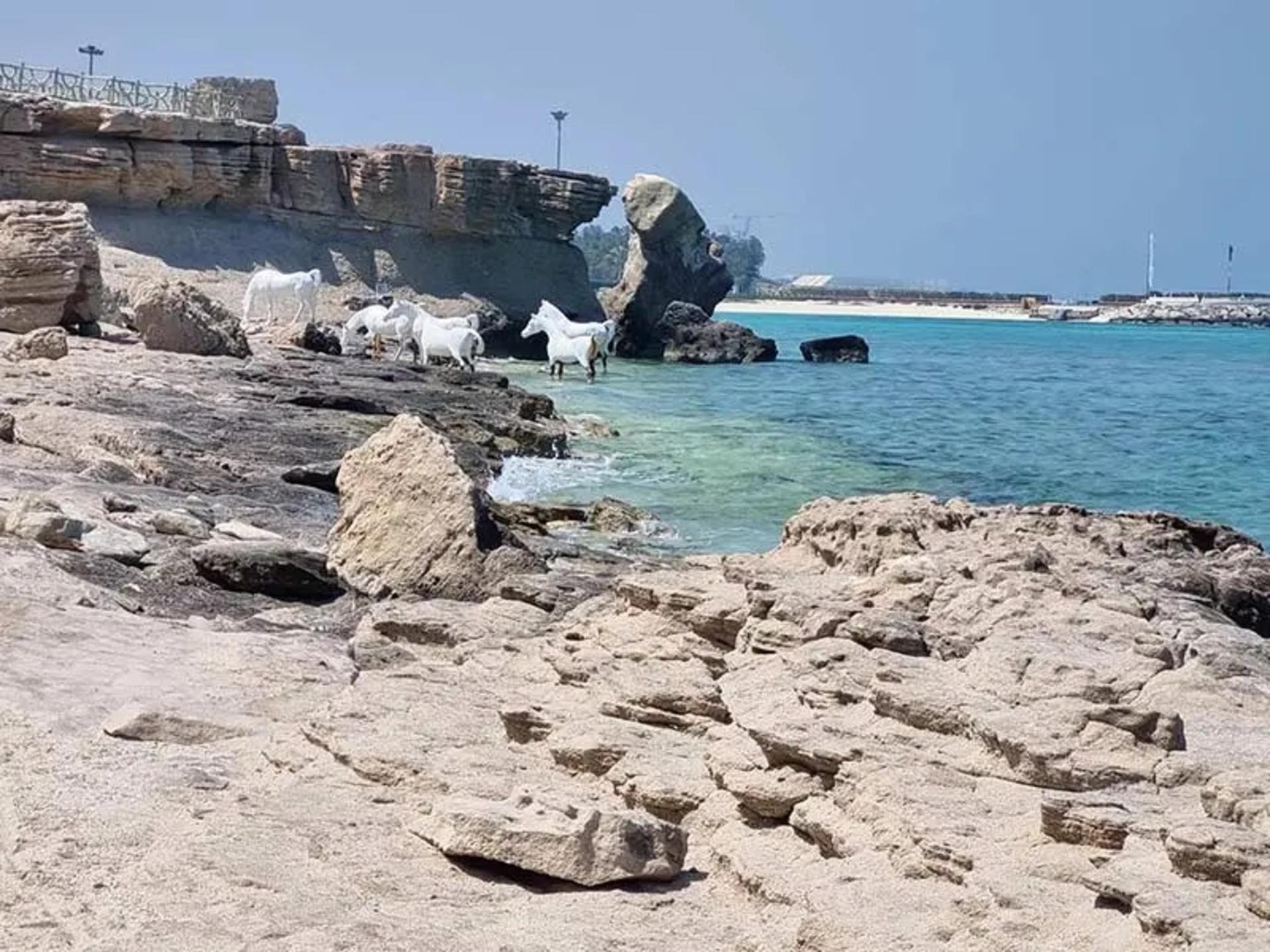 White horse sculptures on a rock shelf at turquoise Coral Beach on Kish
