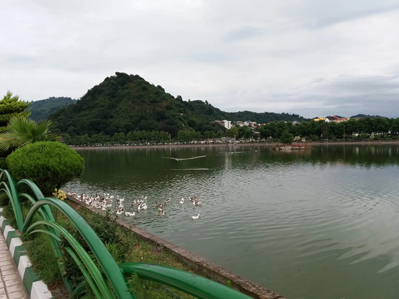 White ducks gathered on the shore of Lahijan's Estakhr pool, a wooded hill behind