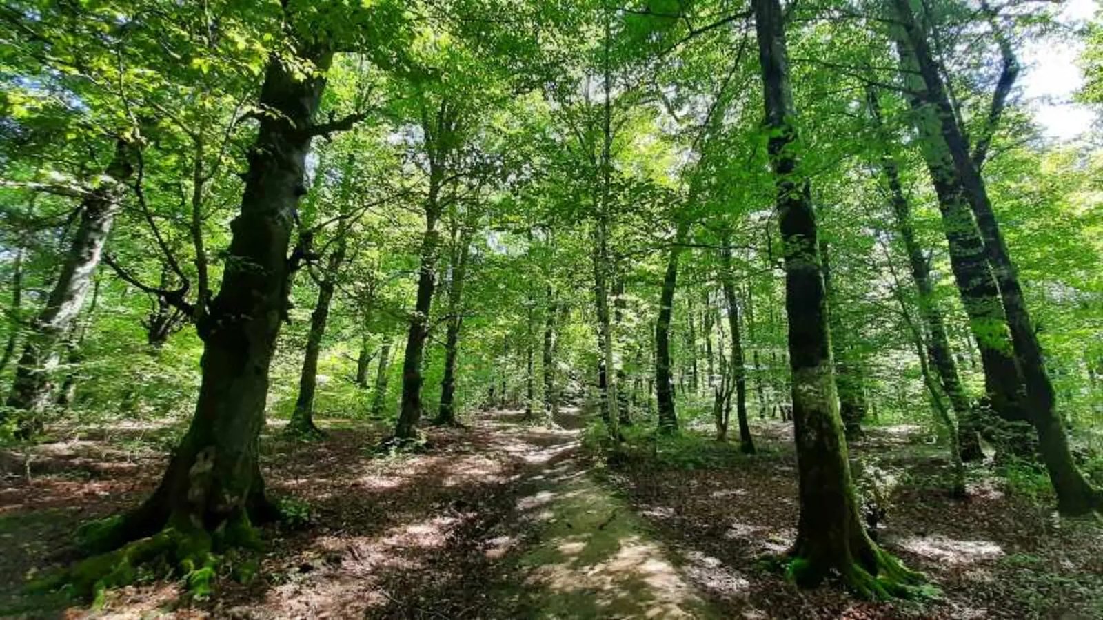 Sunlight filtering through tall slender beech trees in the Sangdeh forest