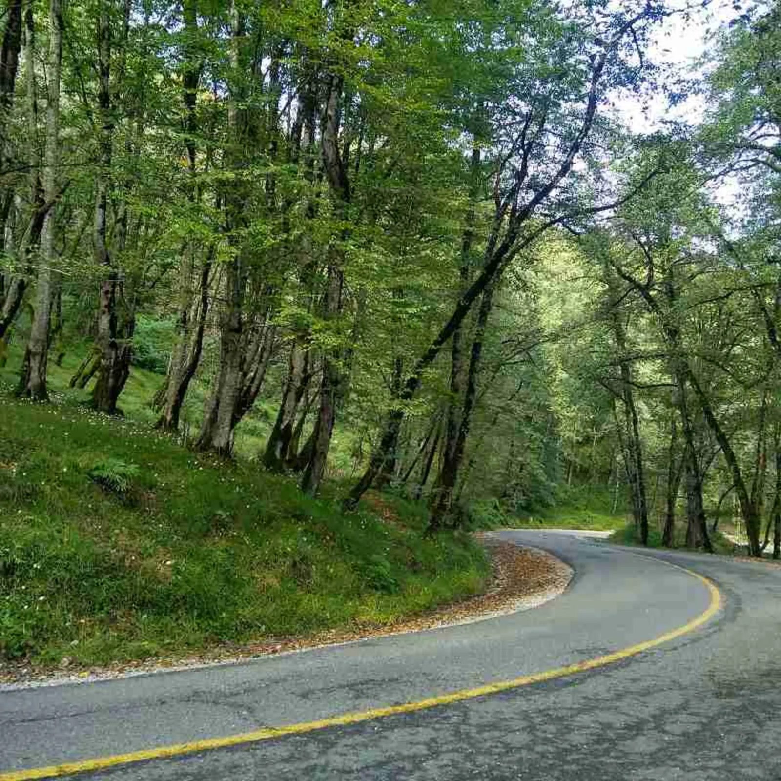 The road passing under the green canopy of Dalakhani forest