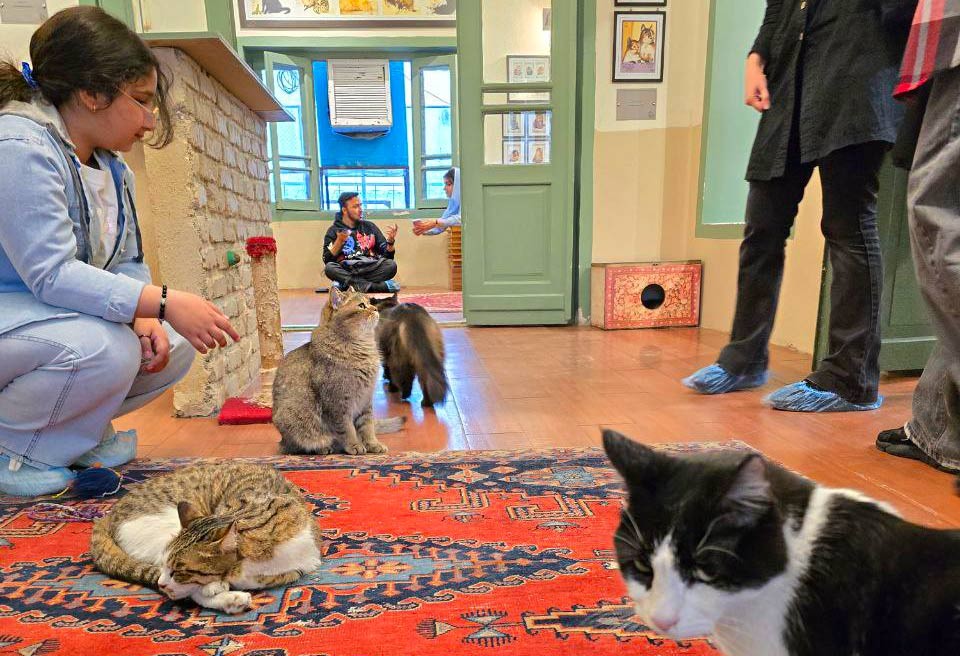 An interactive educational display with a cat figure in a Tehran museum café