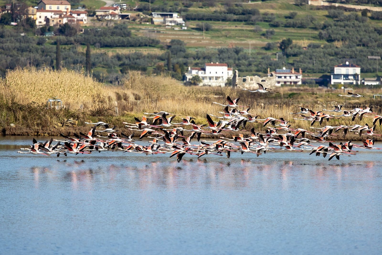 Greater flamingos, among the waterbirds of Birds Garden Mashhad