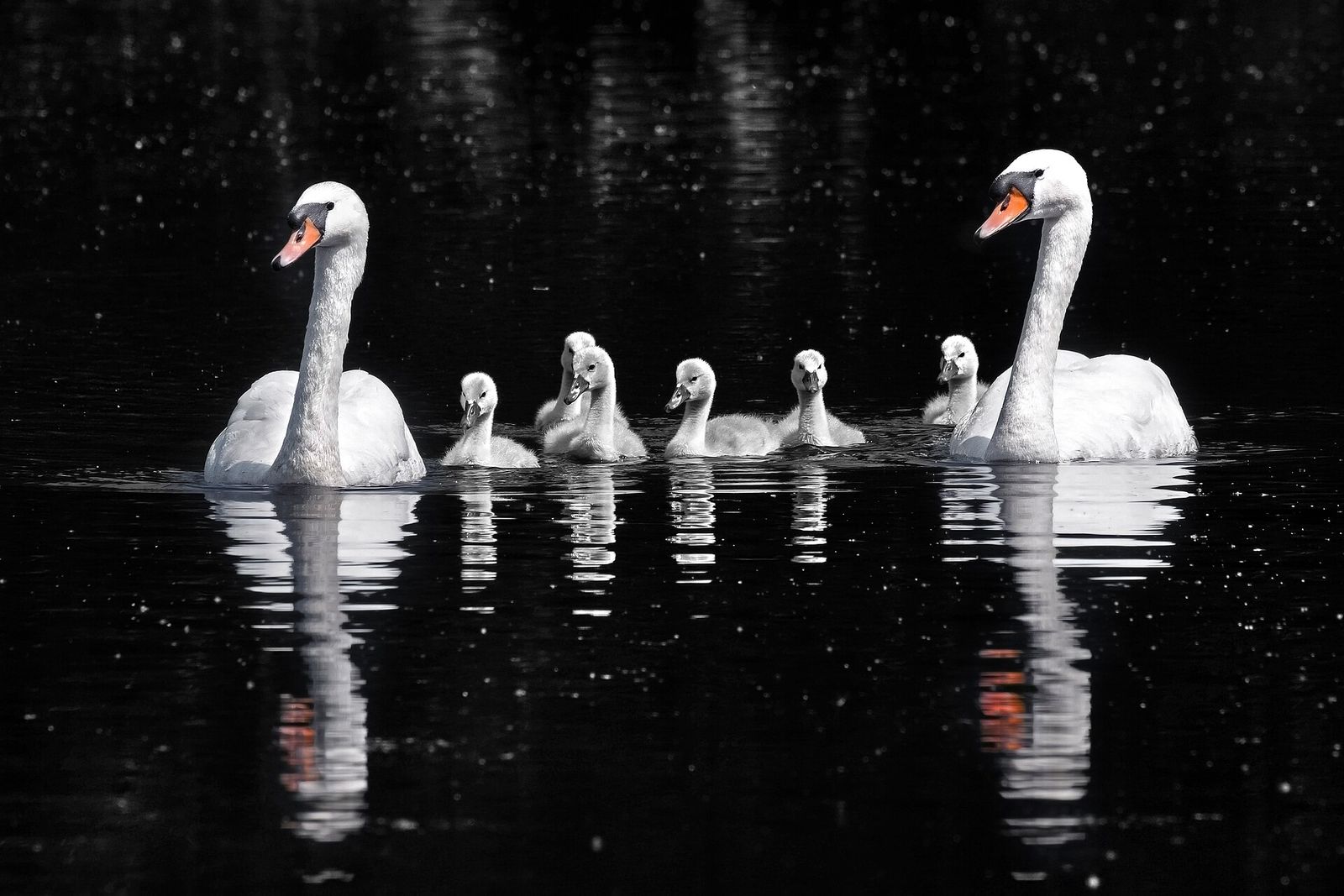 Mute swans with their cygnets at Birds Garden Mashhad