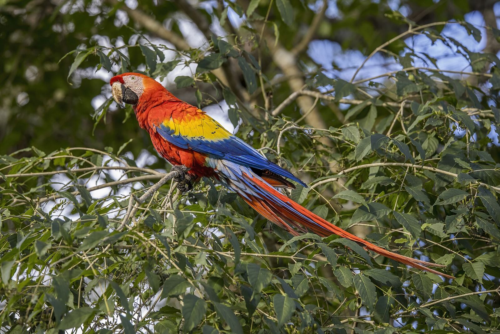 A scarlet macaw, one of the parrot species kept at Birds Garden Mashhad