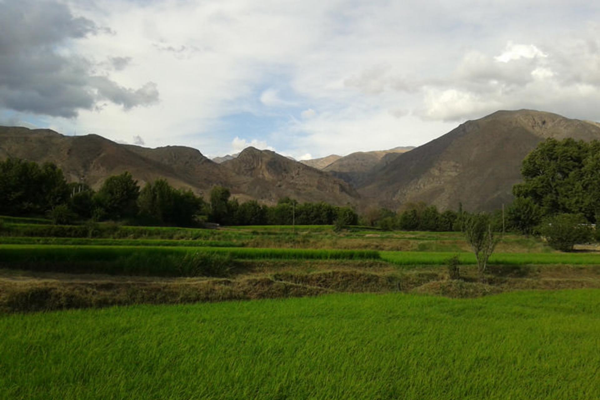 Rice terraces along the Gilan coastline with Caspian Sea views